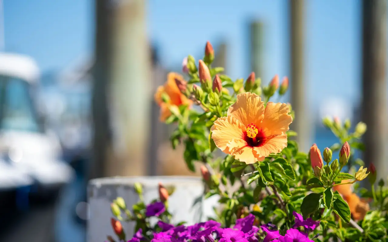 Orange hibiscus and purple petunias in front of wooden pilings and a boat at the Black Dog Wharf, Vineyard Haven