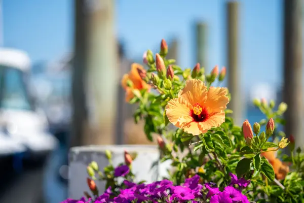 Hibiscus and petunias on the Black Dog Wharf, Vineyard Haven