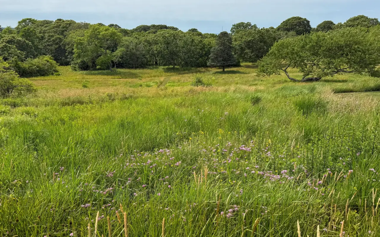 Tall grass meadow near Menemsha on Martha's Vineyard