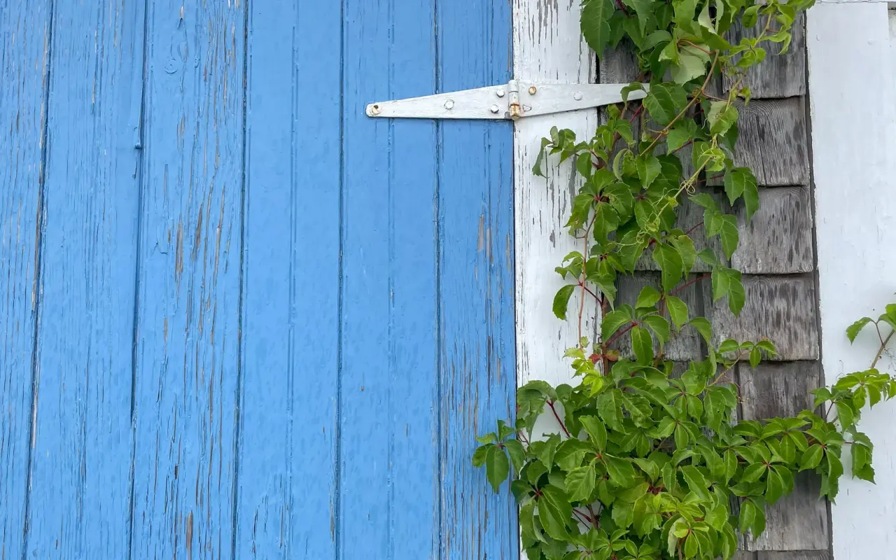A peeling blue shed door with climbing vines in Menemsha