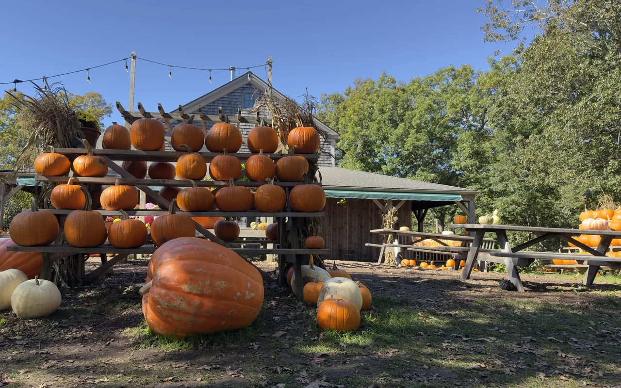 Rows of pumpkins on a tiered wooden rack with a very large pumpkin in front, a shingled farm building and picnic tables behind