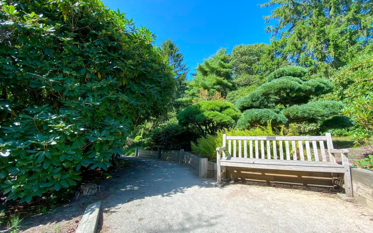 A wooden bench beside a gravel path in Mytoi Japanese garden with clipped pines and green lawn