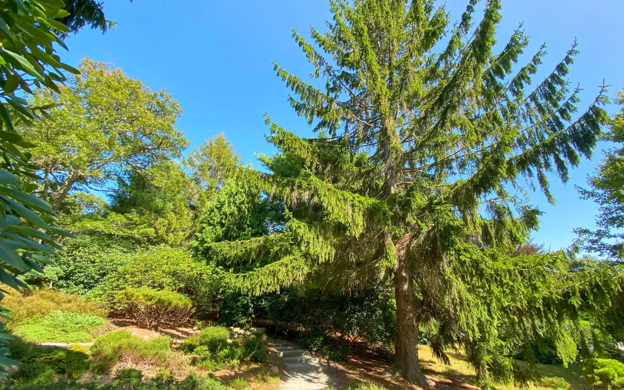 Tall pines and a green lawn at Mytoi Japanese garden on Chappaquiddick under a blue sky