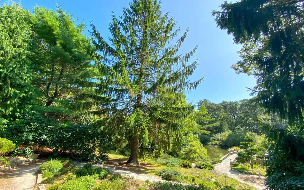 Mytoi Japanese garden in spring on Chappaquiddick, Martha's Vineyard