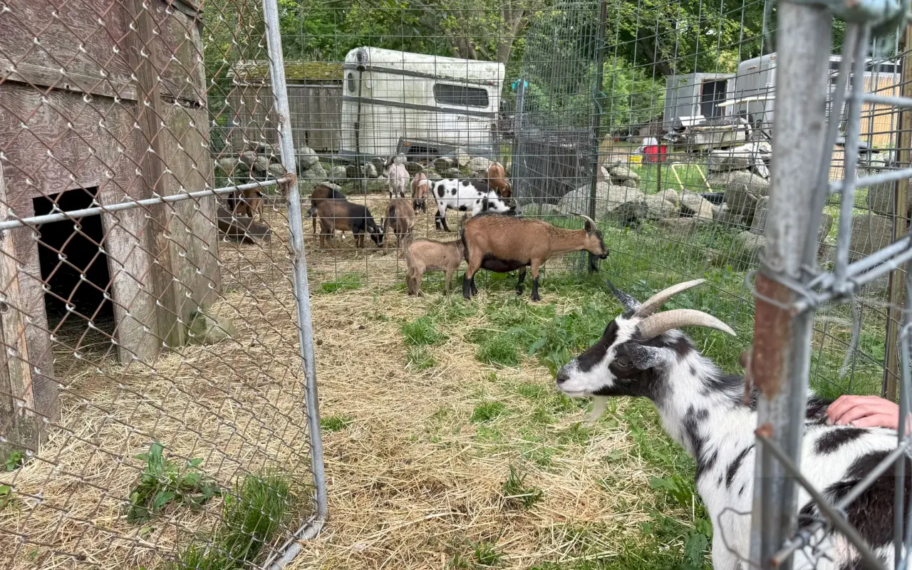 Goats in the pen at Native Earth Teaching Farm