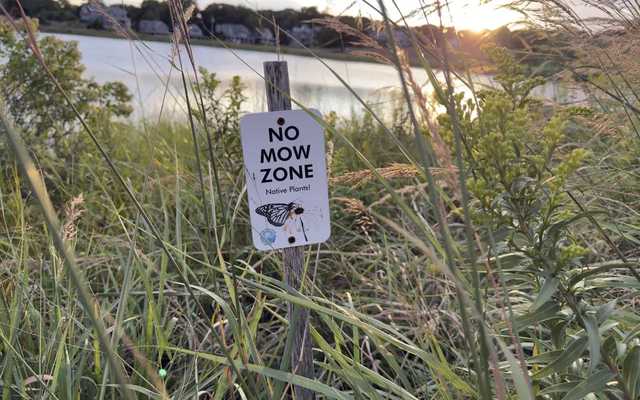 A small No Mow Zone, Native Plants sign with a monarch butterfly on a weathered post among tall grass and goldenrod at the edge of Sunset Lake in Oak Bluffs, the sun setting behind houses across the water