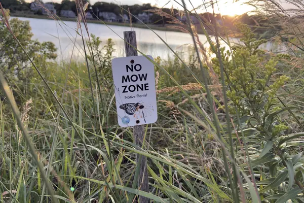 A No Mow Zone sign in the grass at Sunset Lake, sunset behind