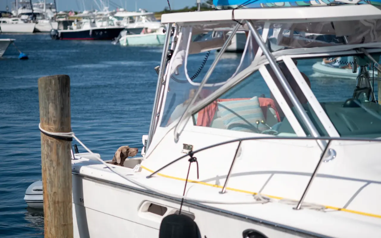 A white powerboat moored in Oak Bluffs harbor with a dog on the bow and other boats behind on a sunny day