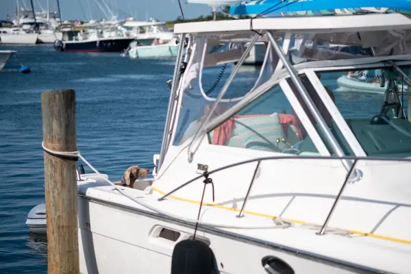 A dog keeping watch from a boat in the harbor