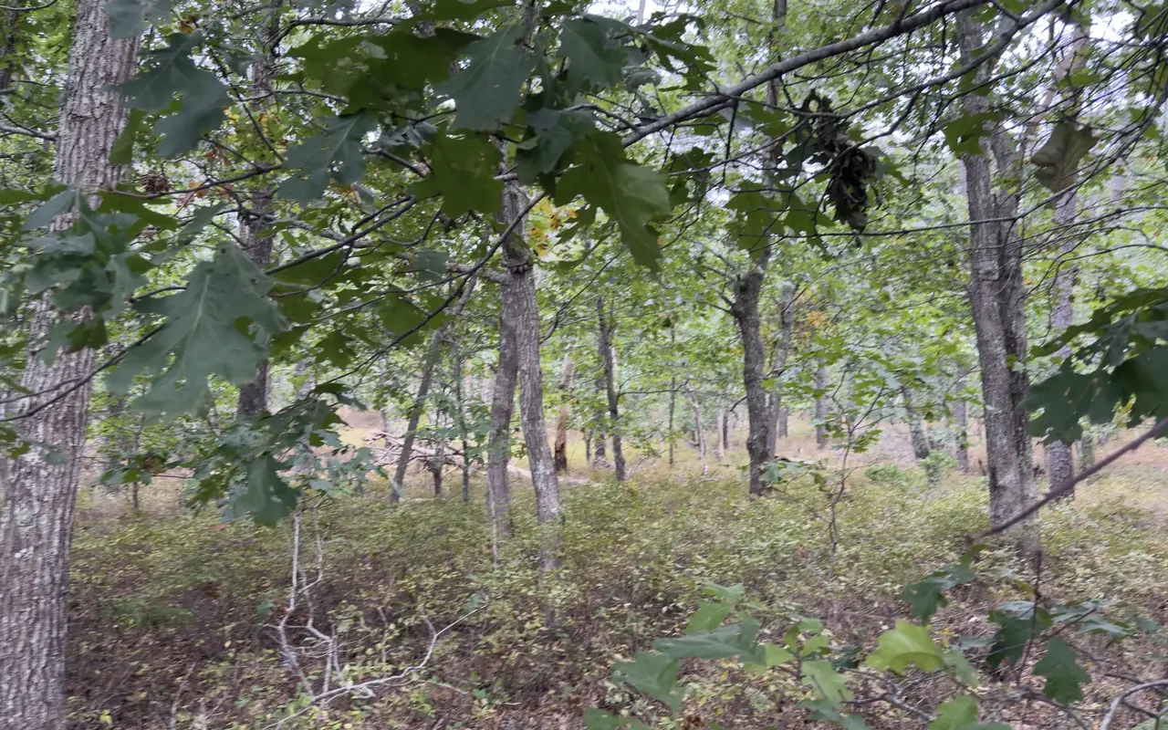 An oak forest on West Chop in early October, gray trunks and green leaves with a few turning yellow, and low shrubs covering the ground