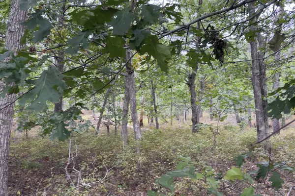 Oak woods on West Chop in early October