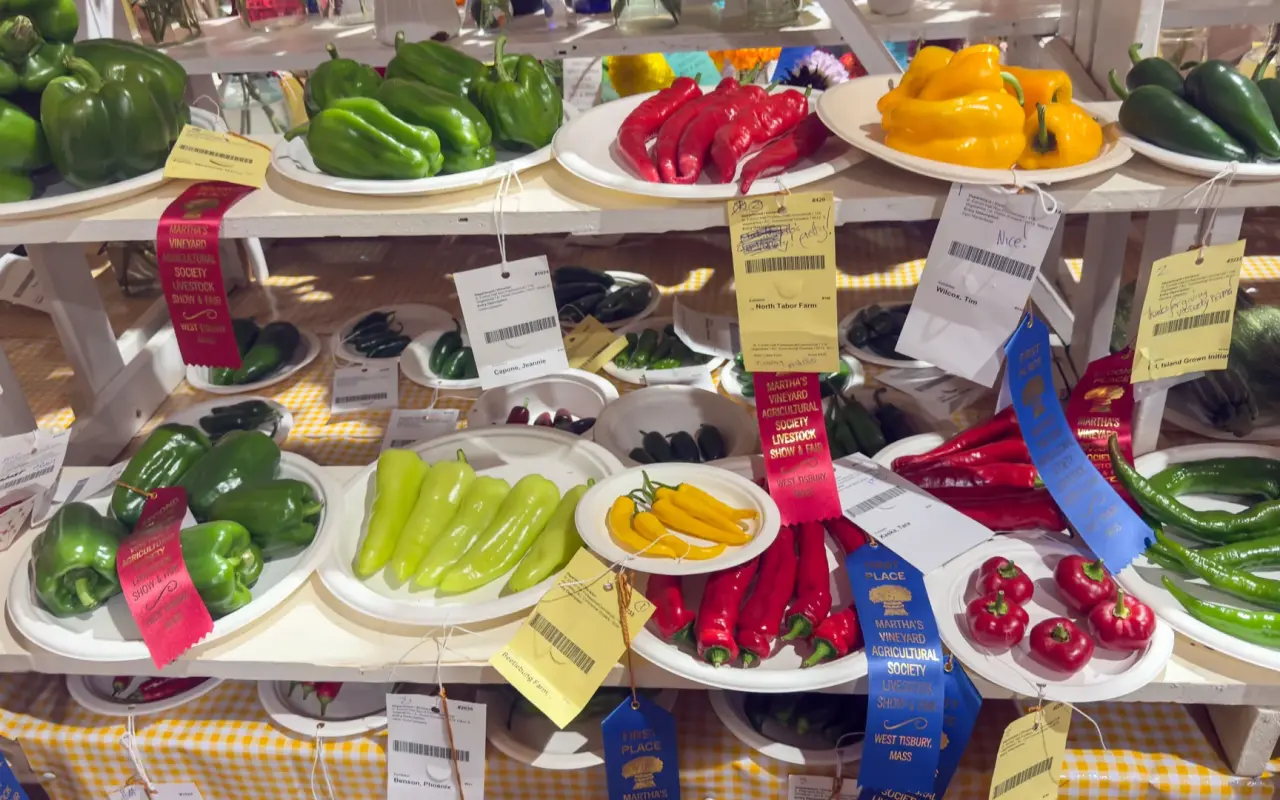 Pepper entries with ribbons in the produce hall at the 2026 Agricultural Fair on Martha's Vineyard