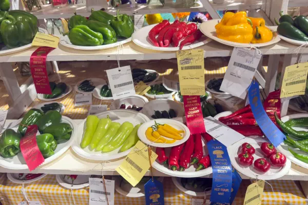 Pepper entries lined up on paper plates, each with its tag and ribbon