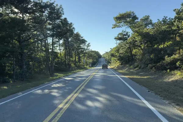 Pitch pine and oak along a mid-island road