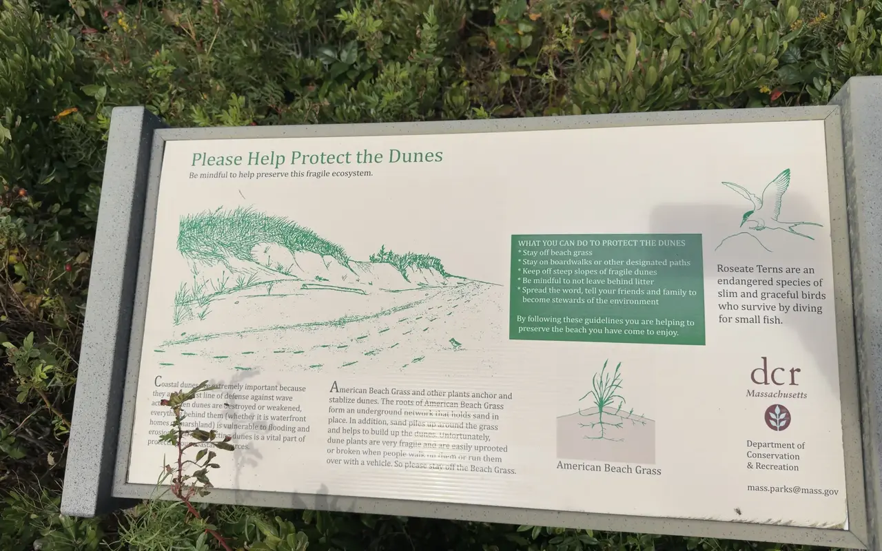 A Massachusetts Department of Conservation and Recreation sign titled Please Help Protect the Dunes, set in low beach plum and bayberry by a dune path at South Beach in Katama, Edgartown, with a green drawing of a grassy dune, a drawing of American beach grass roots and a drawing of a roseate tern