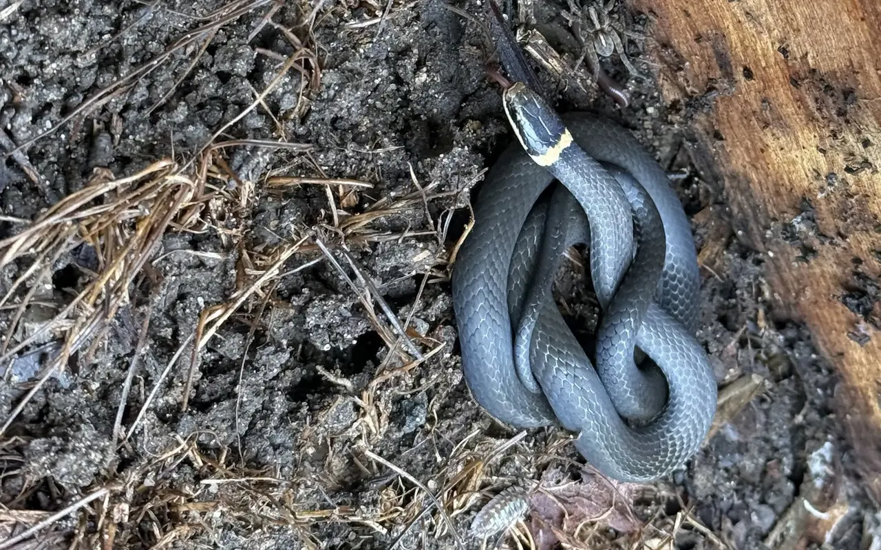 A ring-necked snake coiled on damp soil under a lifted board, slate gray with a cream collar