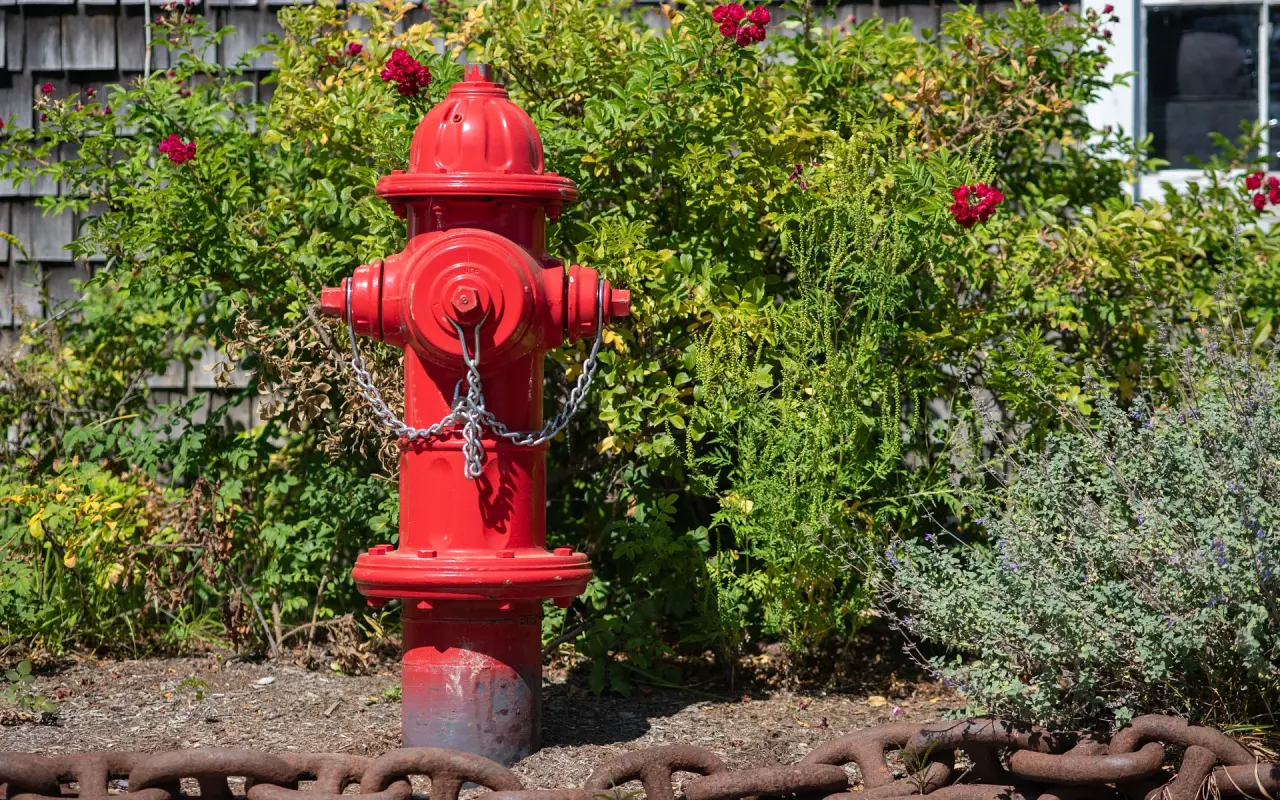 Red fire hydrant in front of rose bushes with a rusty chain along the ground