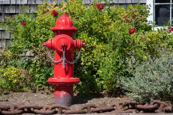 A red hydrant in a bed of roses, a rusted chain for a curb
