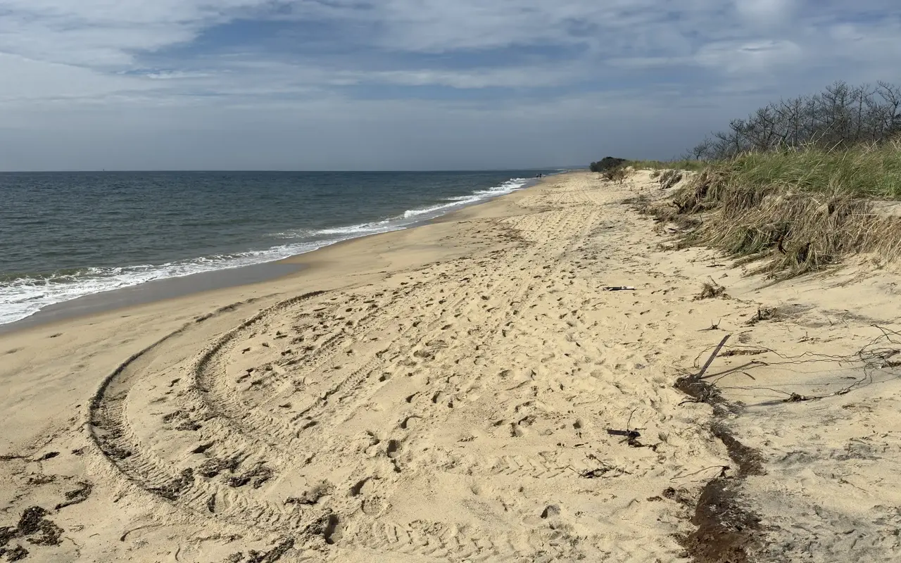 A wide, nearly empty stretch of South Beach in Katama, Edgartown, on a breezy day: tire tracks curving across the soft sand, a steep cut edge on the dune with beach grass and exposed roots on top, bare pitch pines along the dune crest, small waves breaking on the left and two people far down the beach