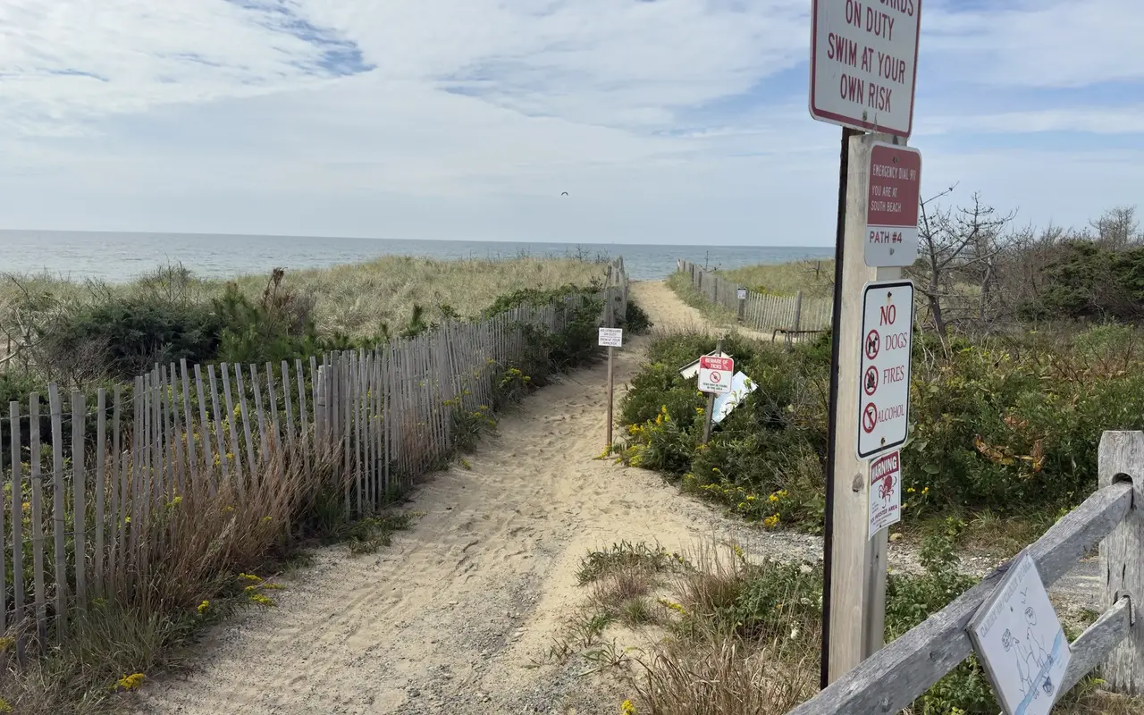 The entrance to Path 4 at South Beach in Katama, Edgartown: a sandy path between snow fences through beach grass, goldenrod and bayberry to the ocean, with a signpost reading No Lifeguards on Duty, Swim at Your Own Risk, Emergency Dial 911, You Are at South Beach, Path 4, No Dogs, Fires or Alcohol, and a tick warning, plus a Carry In Carry Out sign on the split-rail fence