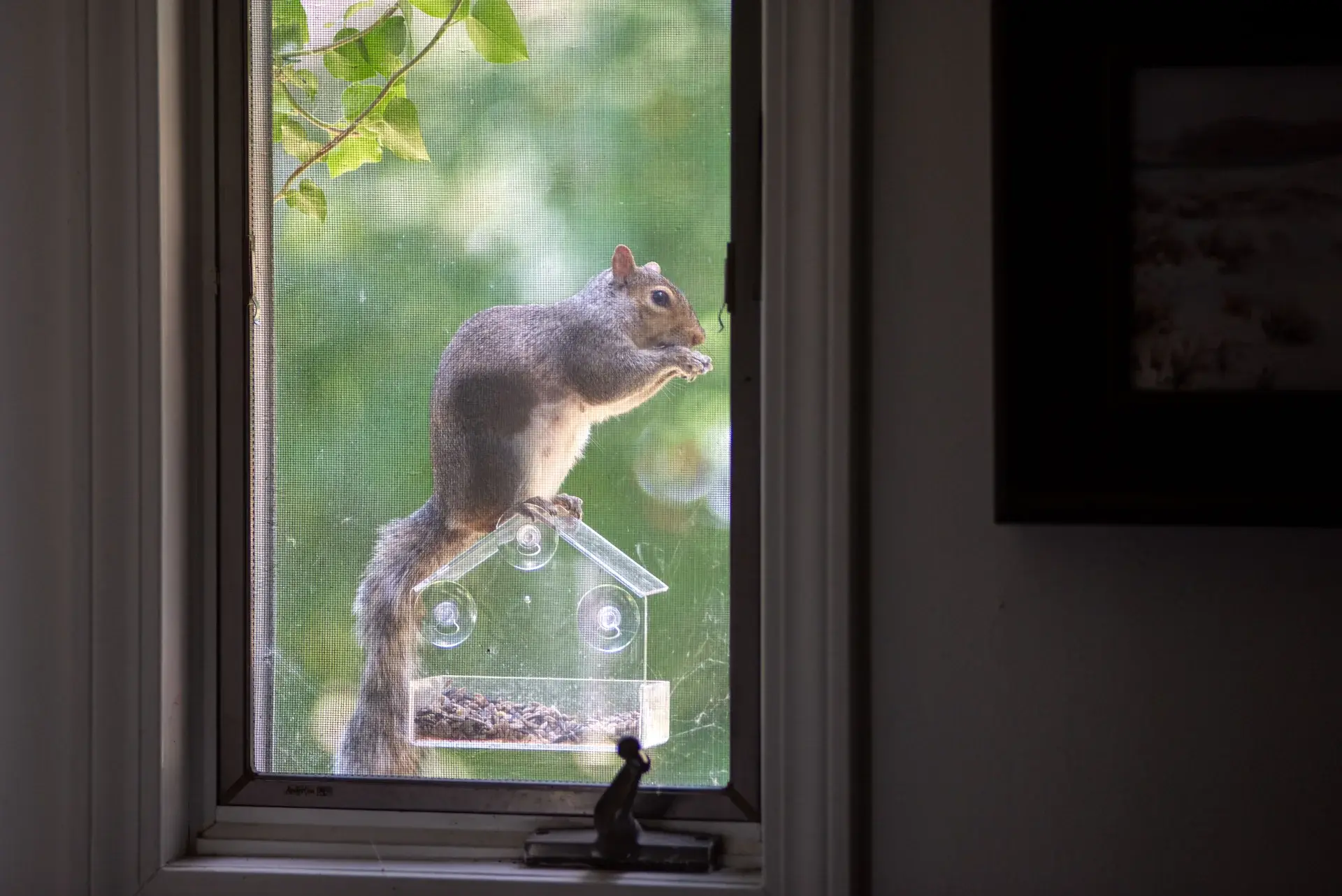 A squirrel raiding the window feeder