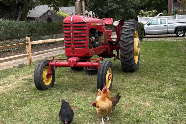 A vintage Massey-Harris tractor and the chickens that live beside State Road