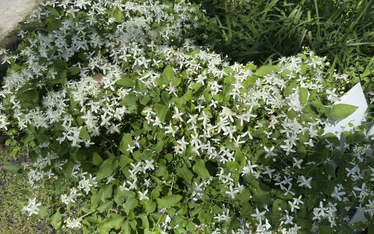Sweet autumn clematis in full white bloom spilling over a white fence in September on Martha's Vineyard
