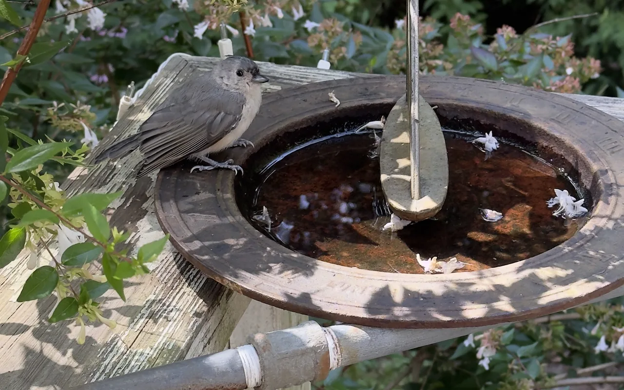 Tufted titmouse perched on a sundial bird bath
