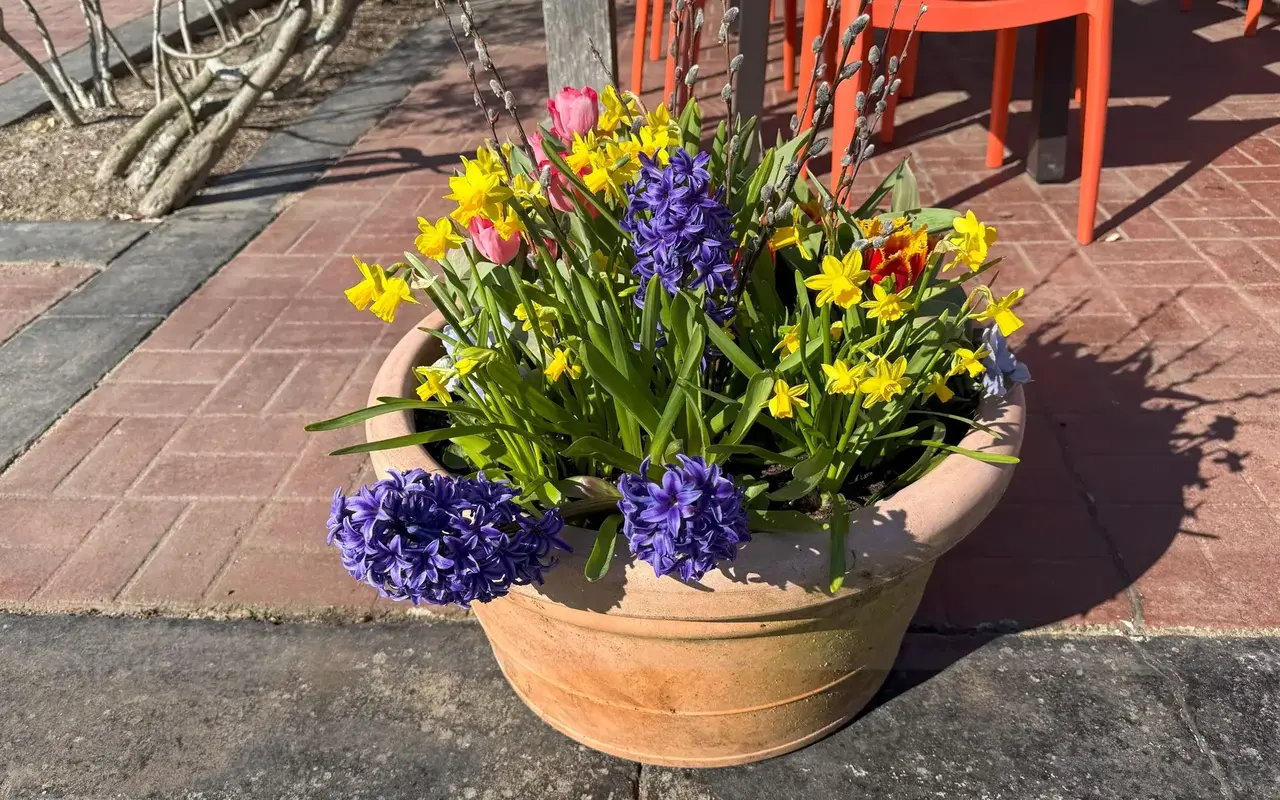 A terracotta pot of tulips, purple hyacinths and daffodils on a brick patio beside an orange chair