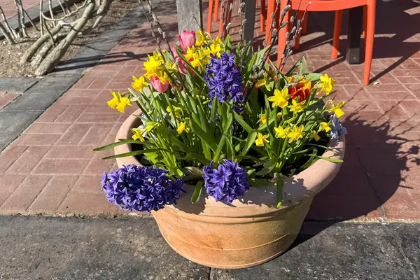 Spring flowers near Quitsa Kitchen, Vineyard Haven