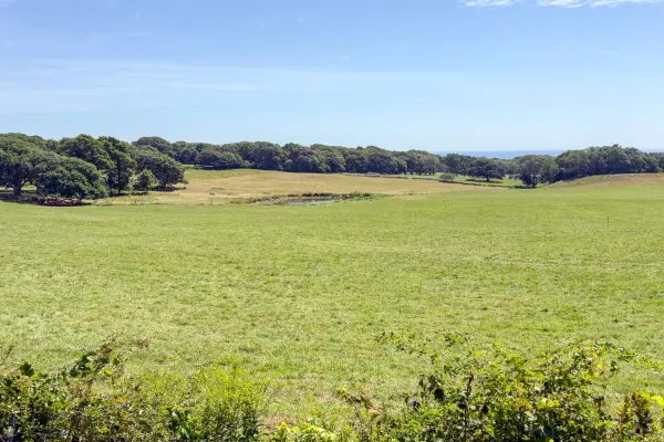 Open pasture and tree line, the three-acre-zoning look of rural West Tisbury