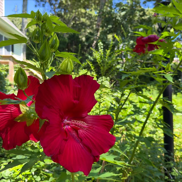 Hibiscus wide open in a Vineyard Haven garden. Deep red, coneflowers behind.Visit: https://mvvacati...