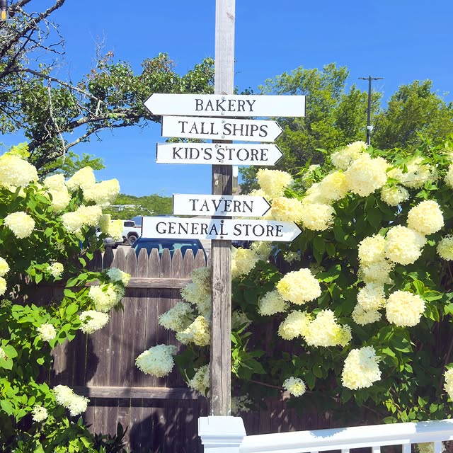 Hydrangeas crowding the signpost near the Steamship dock in Vineyard Haven. Bakery, tavern, general...