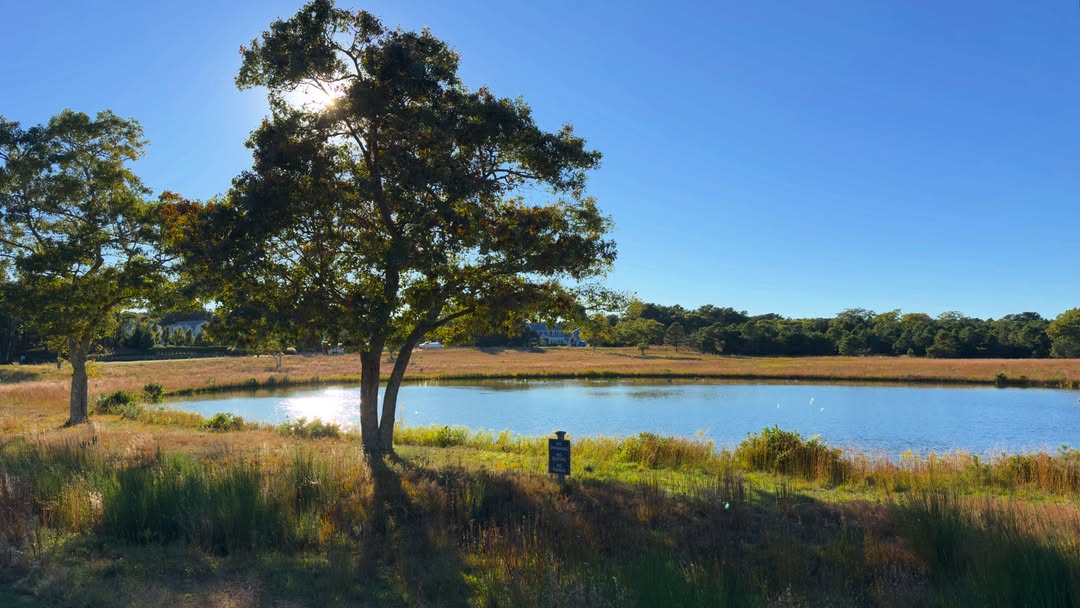 A small pond in an open meadow in Oak Bluffs, with oaks along the edge and a white Adirondack chair...