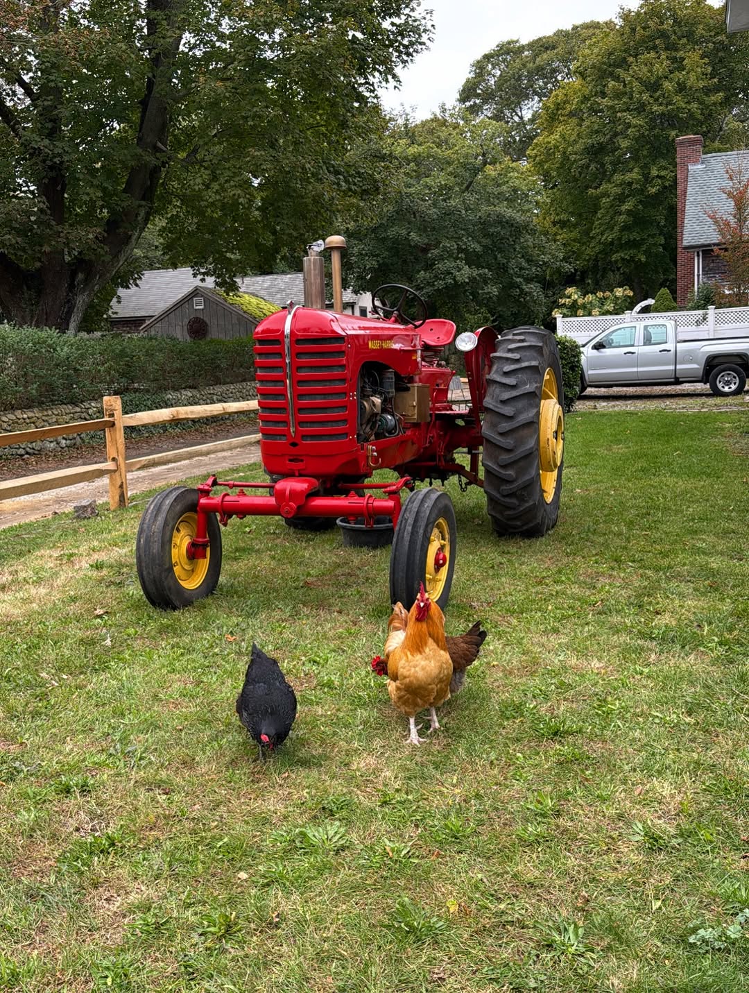 A red tractor and a few chickens on a lawn beside State Road this October. A lot of Martha’s Vineyar...