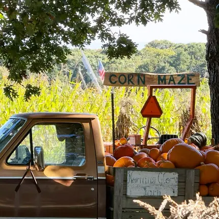 October at Morning Glory Farm in Edgartown: pumpkins stacked on wooden racks, an old pickup loaded b...
