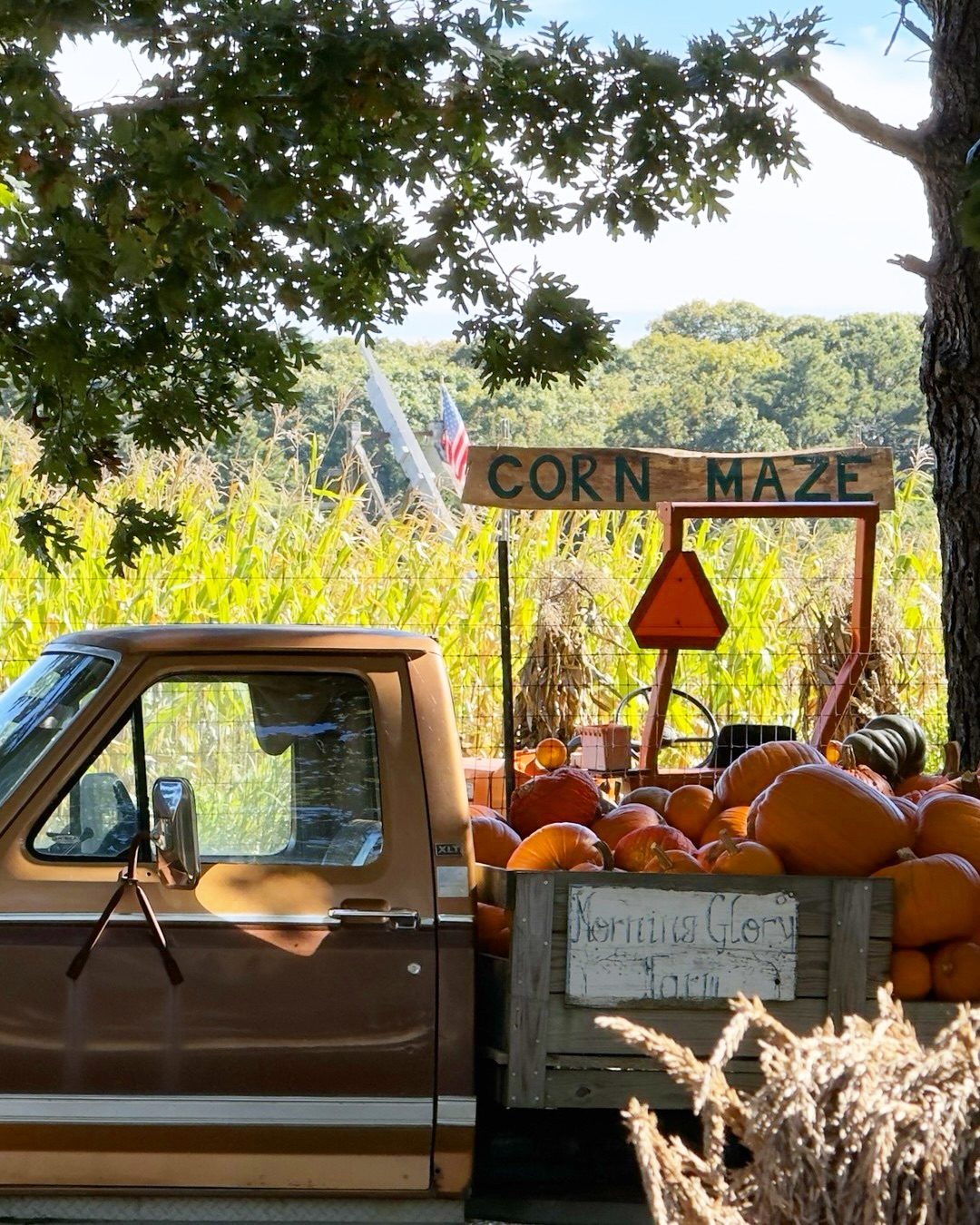 October at Morning Glory Farm in Edgartown: pumpkins stacked on wooden racks, an old pickup loaded b...