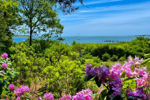 Pink rhododendrons framing a sailboat on Katama Bay