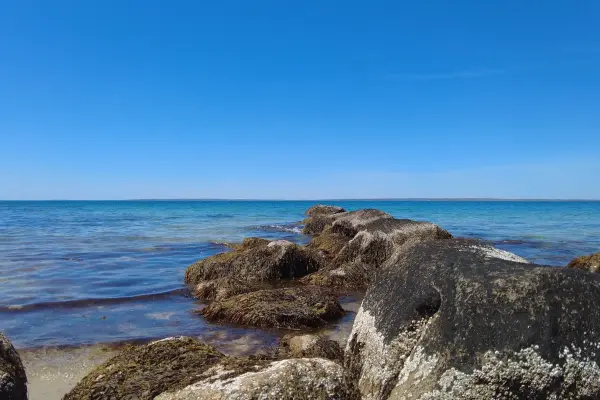 Seaweed-covered rocks in clear blue water at Lamberts Cove Beach