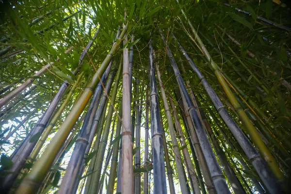 Looking up through a dense grove of bamboo