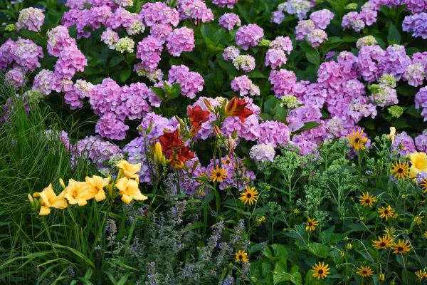 Pink hydrangeas, daylilies, and wildflowers in bloom