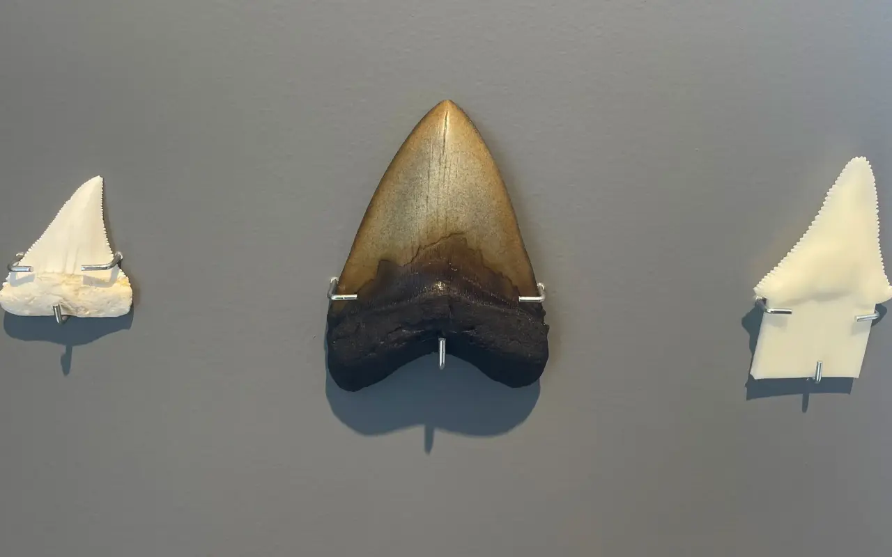 Fossil megalodon tooth displayed between two smaller shark teeth