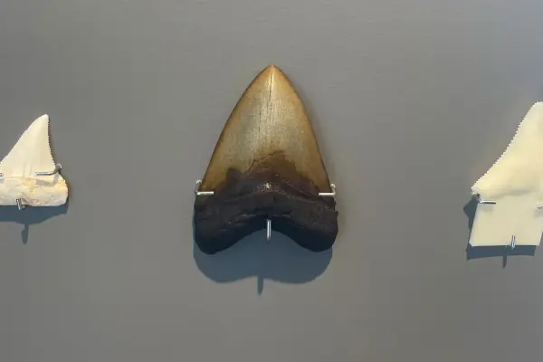 Megalodon tooth on display at the Martha's Vineyard Museum