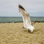 State Beach: Martha's Vineyard's Calmest Family Beach