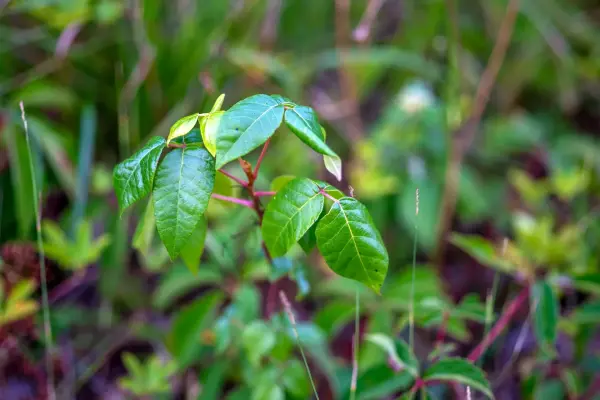 Shiny three-leaved poison ivy growing along a trail