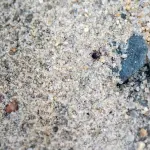 Complete Guide to Tick Safety on Martha's Vineyard: Prevention, Identification and Removal