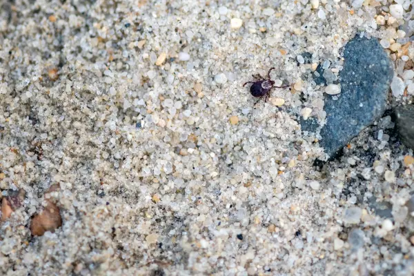 Complete Guide to Tick Safety on Martha's Vineyard: Prevention, Identification and Removal