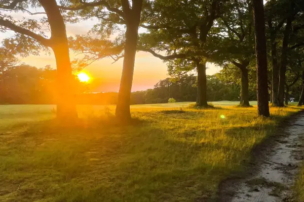 Sun setting through the trees along the West Chop golf course