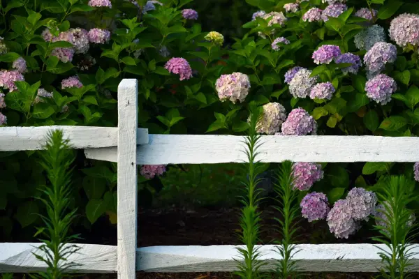 Hydrangeas blooming behind a white split-rail fence